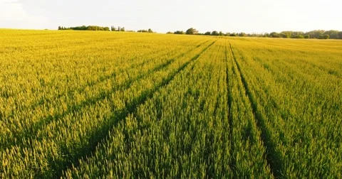 Flying on a Drone Over the Field Close to the Plants Video stock 64055896
