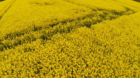 Flying with a drone over a field Video stock 37869934