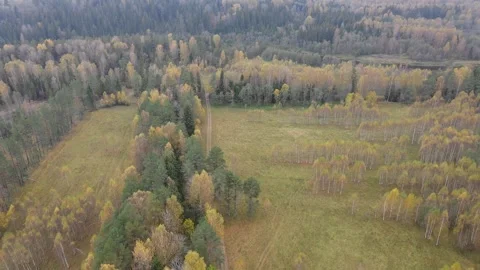 Flying a drone over a field road surrounded by autumn forest and meadow fields Video stock 278044050