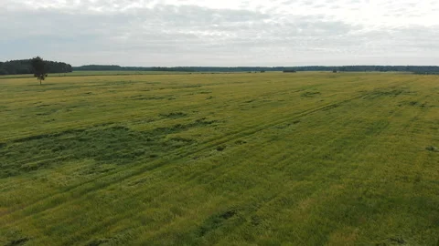 Flying a drone over a field of rye Stock Footage 135529497