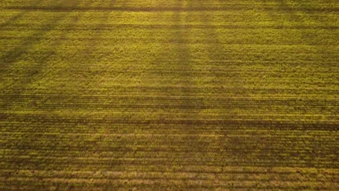 Flying a drone over a field at sunset Video stock 307535784
