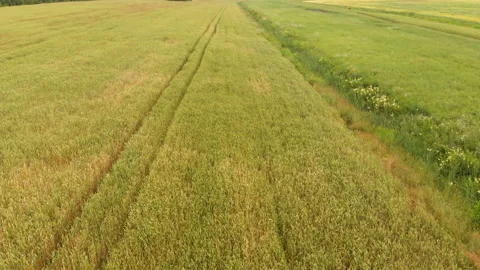 Flying a drone over a field of whea Stock Footage 135521448