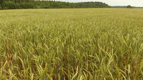 Flying a drone over a field of whea Stock Footage 135531130