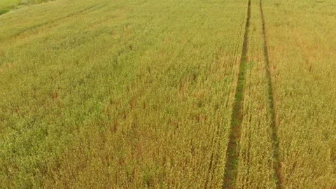 Flying a drone over a field of whea Stock Footage 135531396
