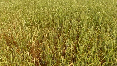 Flying a drone over a field of whea Stock Footage 135531998