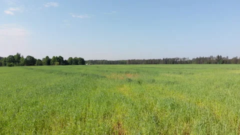 Flying a drone over a field of wheat Stock Footage 132729625