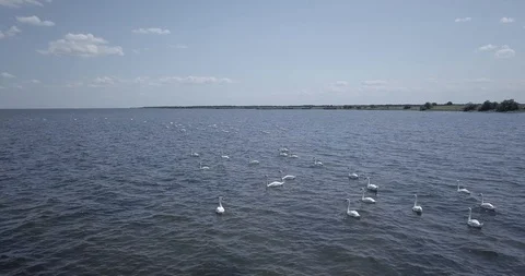 Flying a drone over a flock of wild swans Stock Footage 117932422