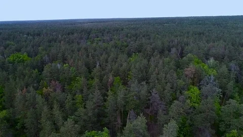 Flying on a drone over forest Video stock 78882631