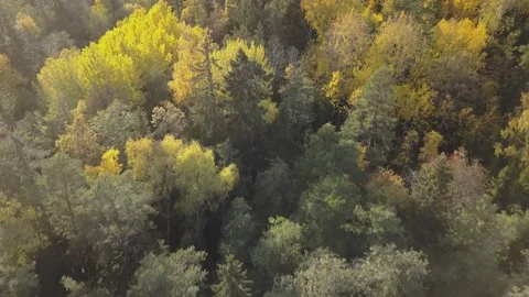 Flying a drone over a forest with many trees Stock Footage 158515251