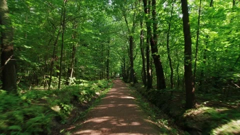 Flying a drone over a forest path Stock Footage 159570214