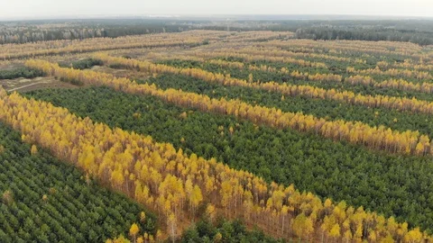 Flying on a drone over forest plantations of yellow birch and green spruce Vídeos de archivo 125731434
