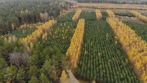 Flying on a drone over forest plantations of yellow birch and green spruce Stock Footage 126412952