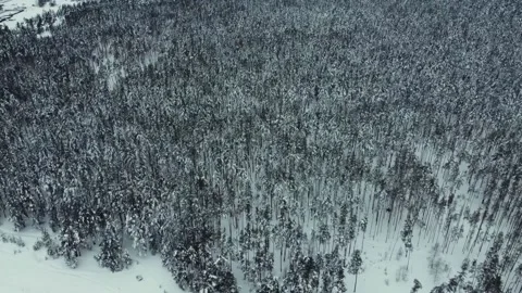 Flying on a drone over the forest in winter Video stock 168925847