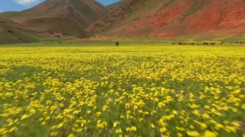Flying a drone over a green field with beautiful yellow spring flowers Stock Footage 276645554