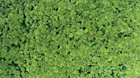 Flying Drone Over Green Forest Stock Footage 108083023
