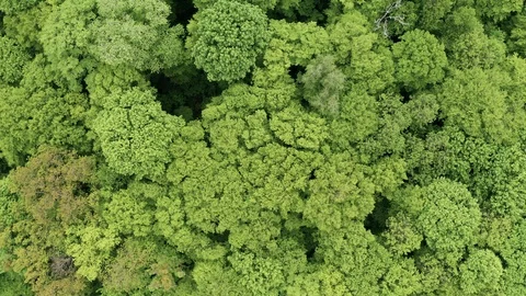Flying Drone Over Green Forest Stock Footage 108083286