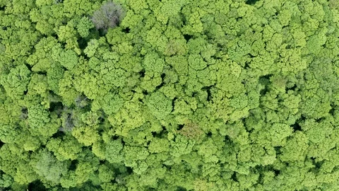 Flying Drone Over Green Forest Stock Footage 108084502