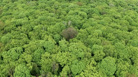 Flying Drone Over Green Forest Stock Footage 108084968