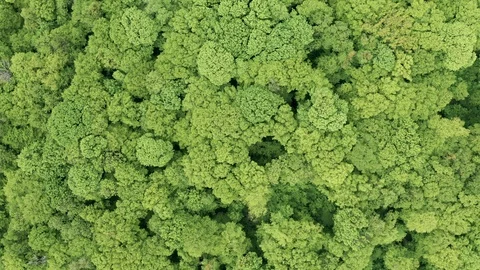 Flying Drone Over Green Forest Stock Footage 108085427