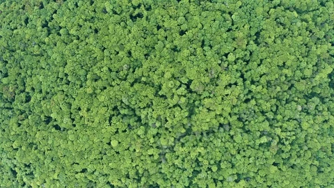 Flying Drone Over Green Forest Stock Footage 108086216