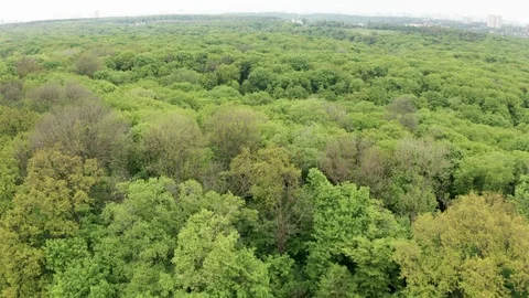 Flying Drone Over Green Forest Stock Footage 108086500