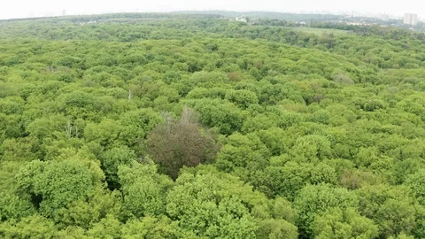 Flying Drone Over Green Forest Stock Footage 108086517