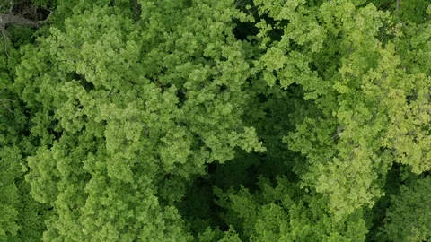 Flying Drone Over Green Forest Stock Footage 108440943