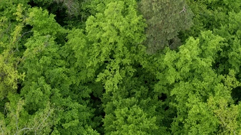 Flying Drone Over Green Forest Stock Footage 108440972