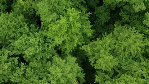 Flying Drone Over Green Forest Stock Footage 108440998