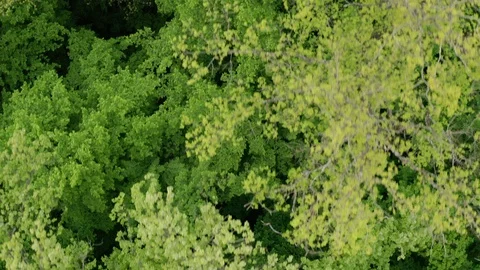 Flying Drone Over Green Forest Stock Footage 108441002