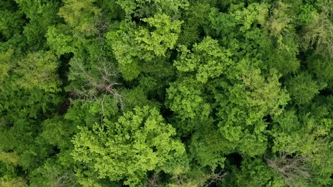 Flying Drone Over Green Forest Stock Footage 108441050
