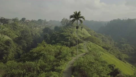 Flying drone over the green forest of Bali island. Stock Footage 155998309