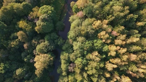 Flying a drone over a green forest and a winding riverbed during sunset Stock Footage 287752751