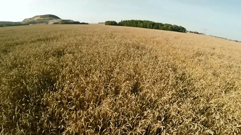 Flying drone over harvest. Drones work in agriculture Video stock 85865320