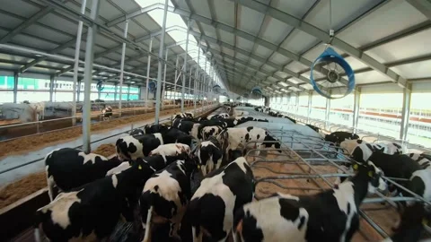 Flying a drone over a herd of Holstein cows on a Stock Footage 164112331