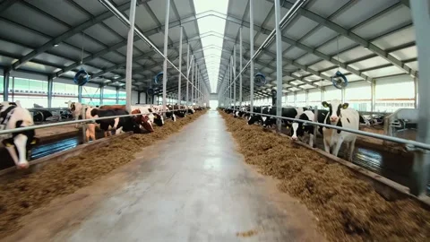 Flying a drone over a herd of Holstein cows on a Stock Footage 164112358