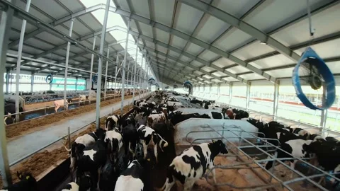 Flying a drone over a herd of Holstein cows on a Stock Footage 164112378