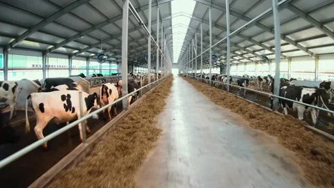 Flying a drone over a herd of Holstein cows on a Stock Footage 164112408