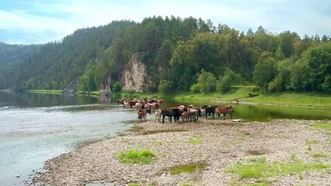 Flying drone over a herd of horses that came to a watering hole to the river. Stock Footage 114729280