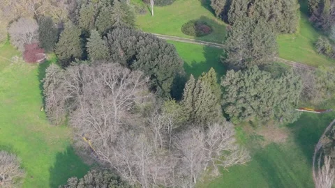Flying Drone Over Natural Pine Forest And Sunny Meadow Landscape Scene Today Video stock 334802847