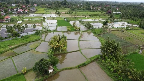 Flying with Drone over Rice Fields on island Bali - Indonesia Video stock 124785824