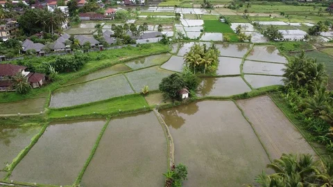Flying with Drone over Rice Fields on island Bali - Indonesia Video stock 124785874