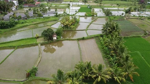 Flying with Drone over Rice Fields on island Bali - Indonesia Stock Footage 124785945
