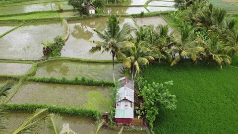 Flying with Drone over Rice Fields on island Bali - Indonesia Stock Footage 124786031