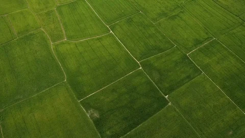 Flying by the drone over the Rice terraces, lots of green fields. Wild nature of 動画素材 89114085