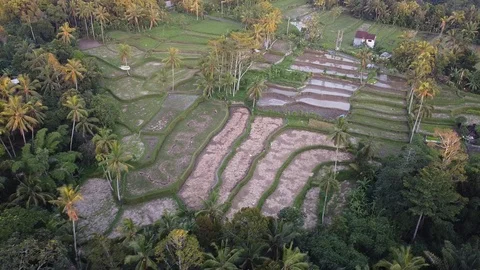Flying with Drone over Streets and Trees on island Bali - Indonesia Video stock 124908798