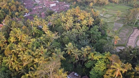 Flying with Drone over Streets and Trees on island Bali - Indonesia Stock Footage 125019287