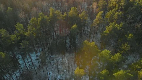 Flying drone over the tops of pine trees in winter forest Stock Footage 147850707