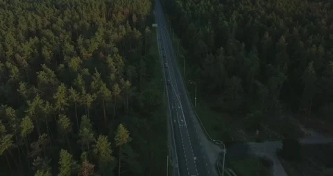 Flying drone over the track in a pine forest during sunset, clear blue sky Stock Footage 135314099