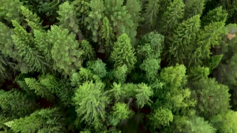 Flying Drone Over the trees, Aerial view From Above Green Forest Woods Russia Stock Footage 161241512